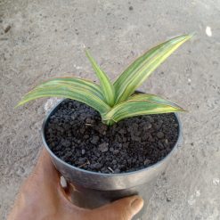 Sansevieria Laylia Variegated