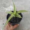 Sansevieria Laylia Variegated