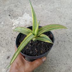Sansevieria Laylia Variegated