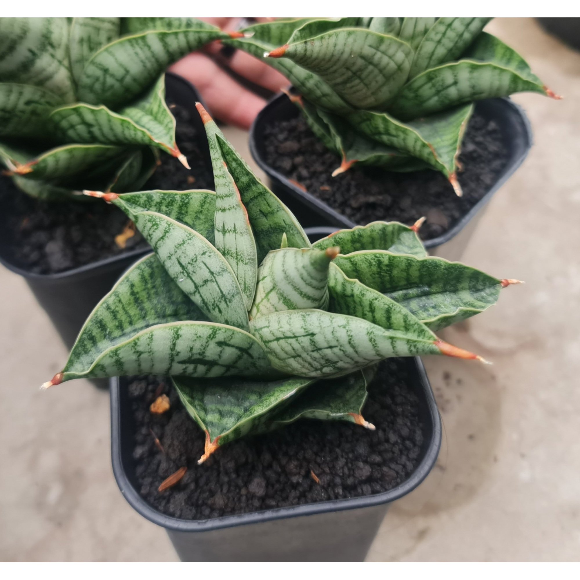 Sansevieria Live Hearts, real feature image plant. Picture taken directly from kaktus.id community Sansevieria farmer green houses.