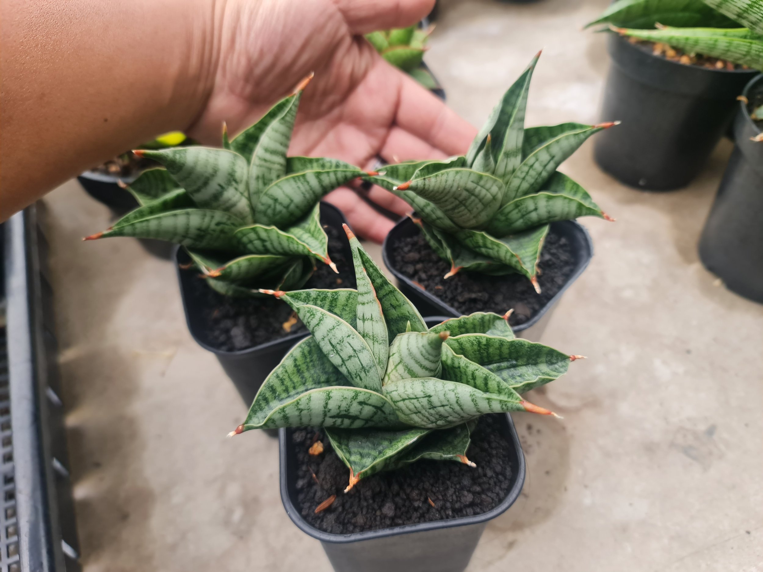 Sansevieria Live Hearts, real gallery image #1 plants. Picture taken directly from kaktus.id community Sansevieria farmer green houses.