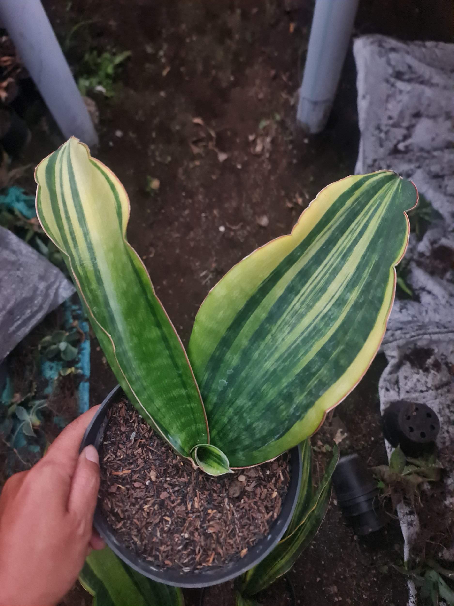Sansevieria Malawi Midnight Variegated 2 Leaf, real gallery image #1 plants. Picture taken directly from kaktus.id community Sansevieria farmer green houses.