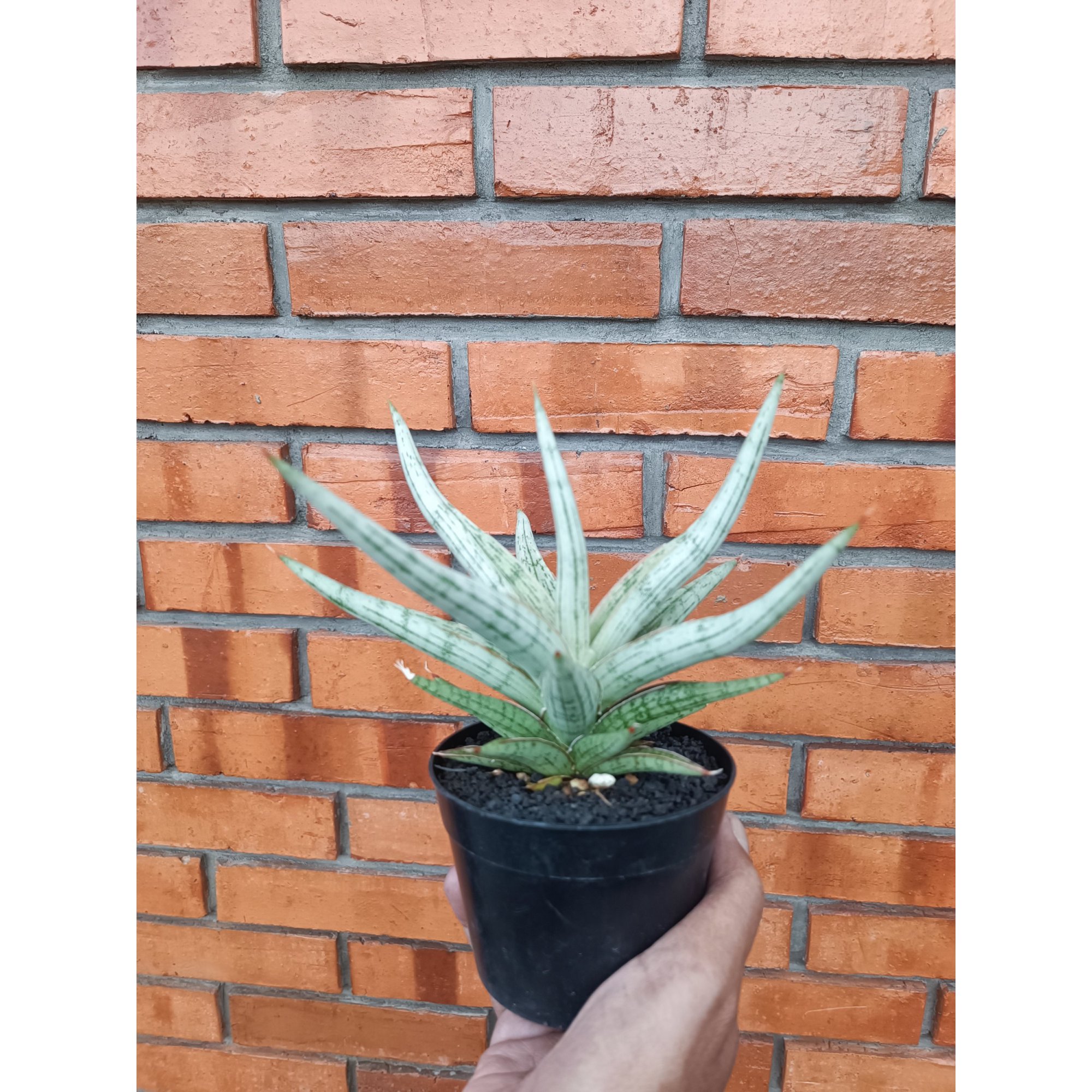 Sansevieria Mandalika size 15 cm, real feature image plant. Picture taken directly from kaktus.id community Sansevieria farmer green houses.