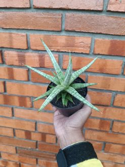 Sansevieria Mandalika Size 15 Cm Size 15 Cm