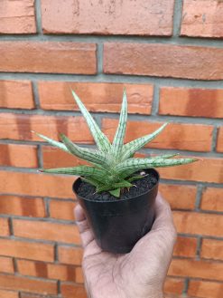 Sansevieria Mandalika Size 15 Cm Size 15 Cm