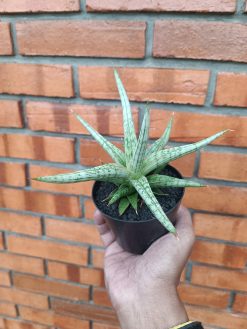 Sansevieria Mandalika Size 15 Cm Size 15 Cm