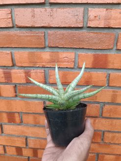 Sansevieria Mandalika Size 15 Cm Size 15 Cm