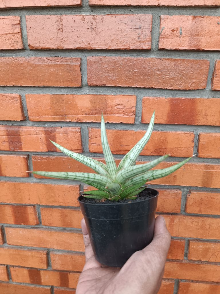 kaktus.id