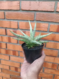 Sansevieria Mandalika Size 15 Cm Size 15 Cm