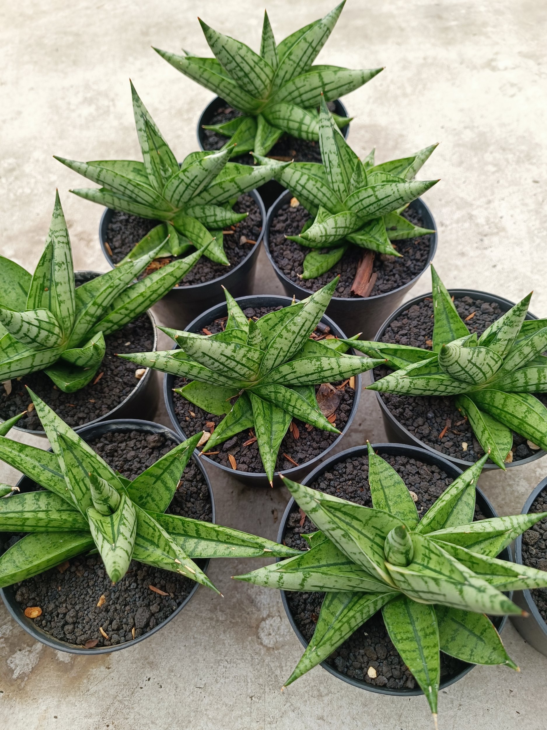 Sansevieria Manja size 12 cm, real gallery image #1 plants. Picture taken directly from kaktus.id community Sansevieria farmer green houses.