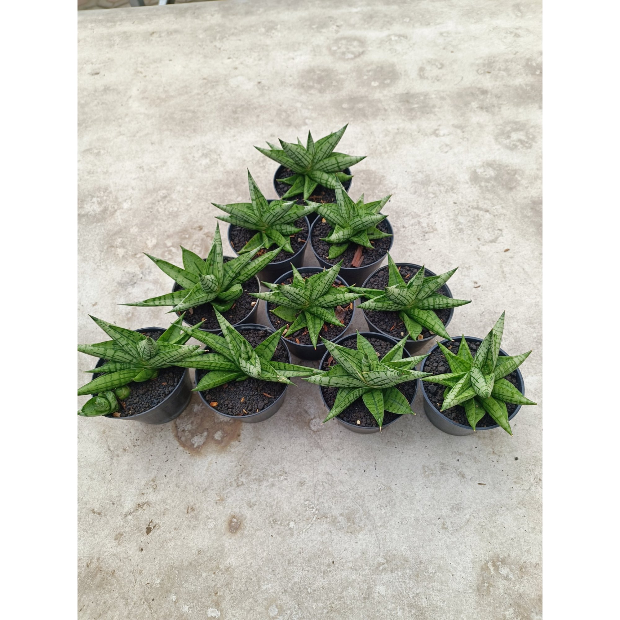 Sansevieria Manja size 12 cm, real feature image plant. Picture taken directly from kaktus.id community Sansevieria farmer green houses.