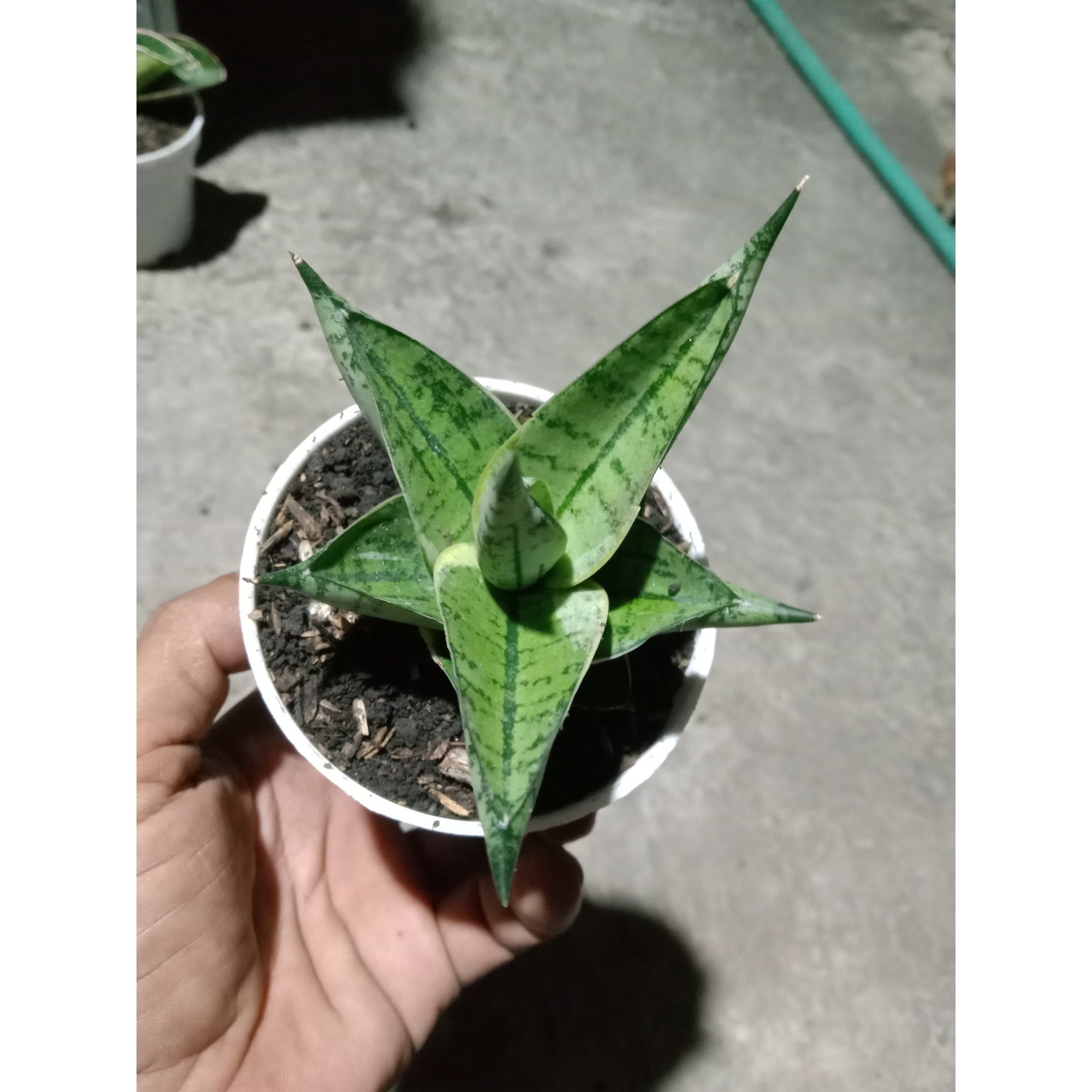 Sansevieria Manja Thin Varigation, real feature image plant. Picture taken directly from kaktus.id community Sansevieria farmer green houses.