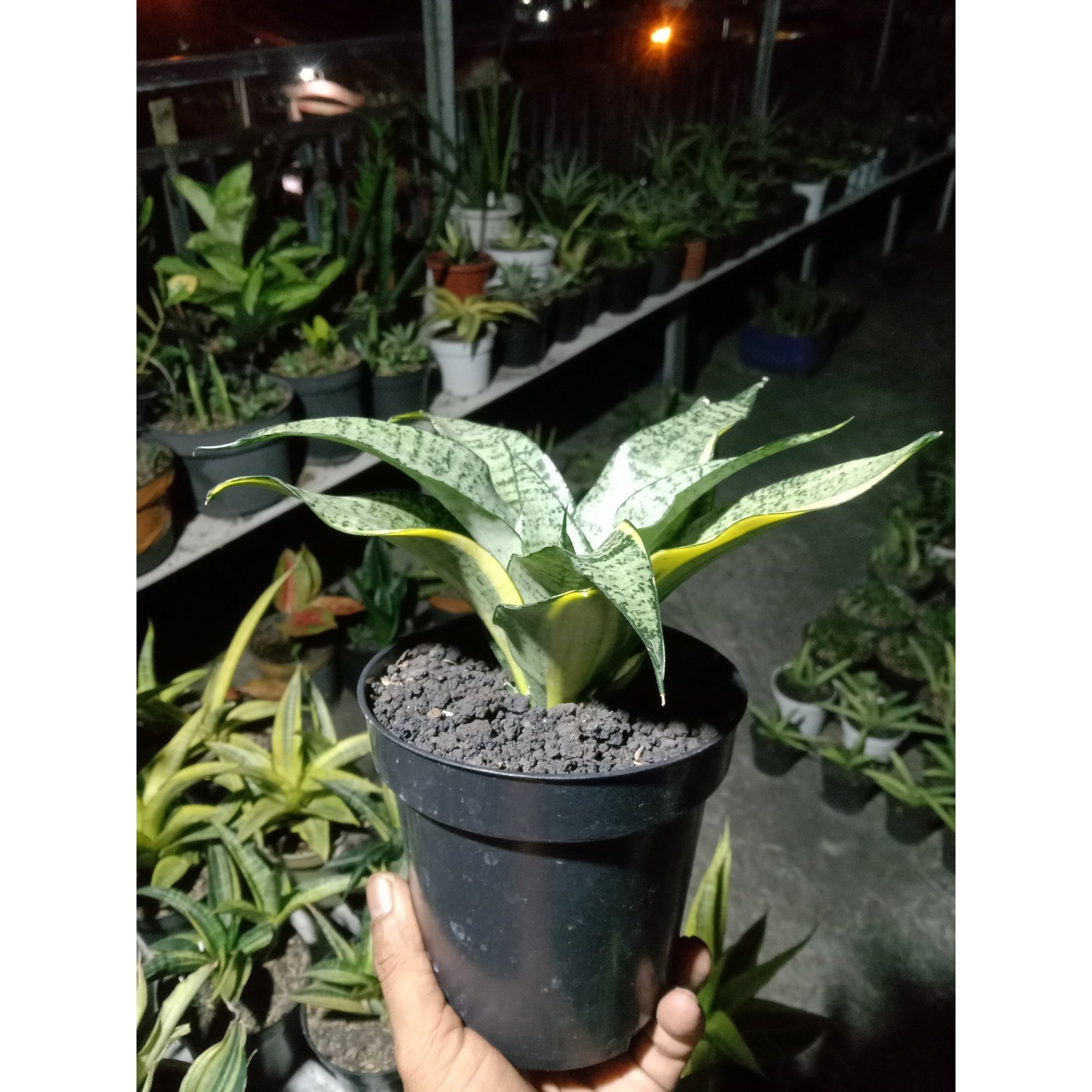 Sansevieria Marga Variegated, real feature image plant. Picture taken directly from kaktus.id community Sansevieria farmer green houses.