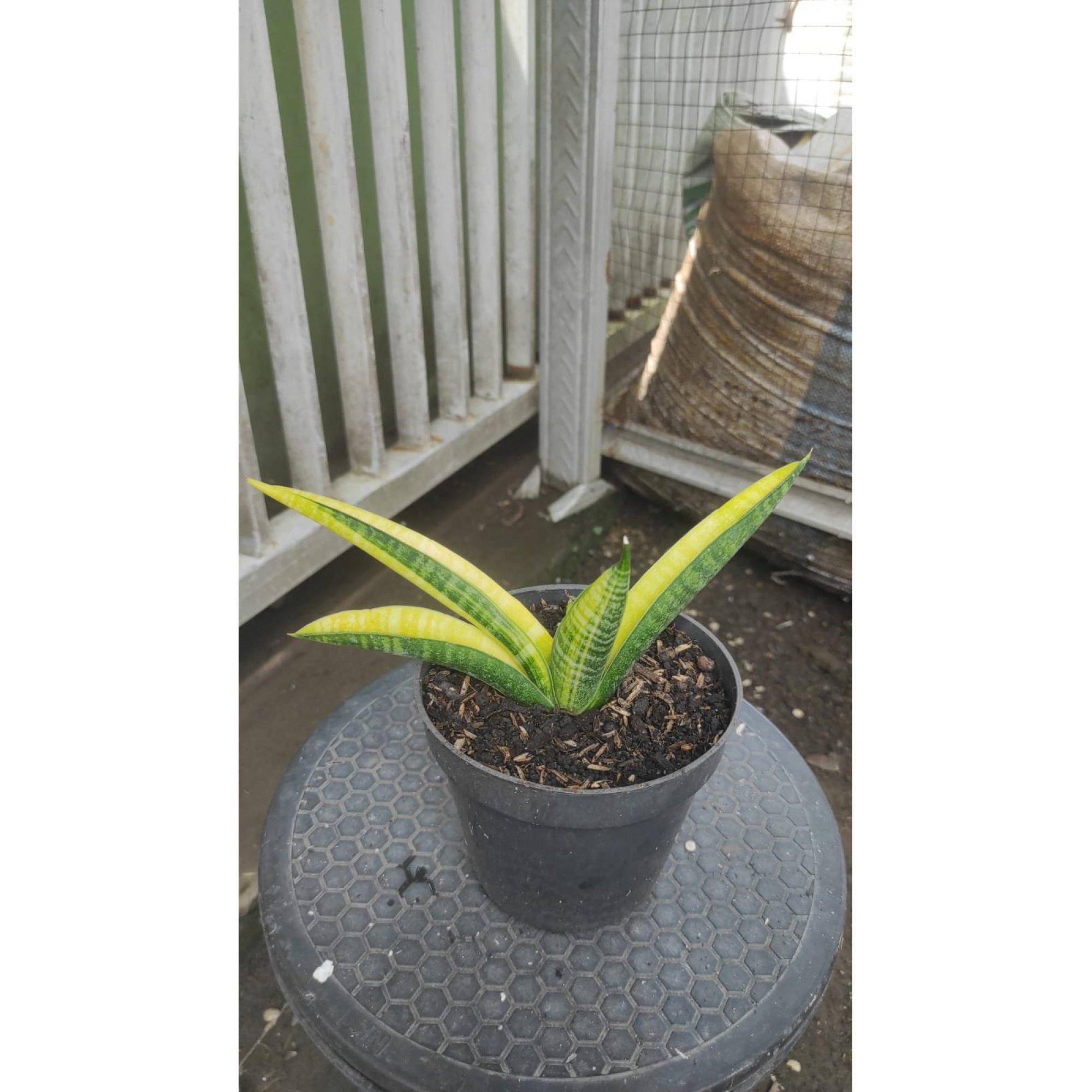 Sansevieria Marsha Anjani Verigated, real feature image plant. Picture taken directly from kaktus.id community Sansevieria farmer green houses.