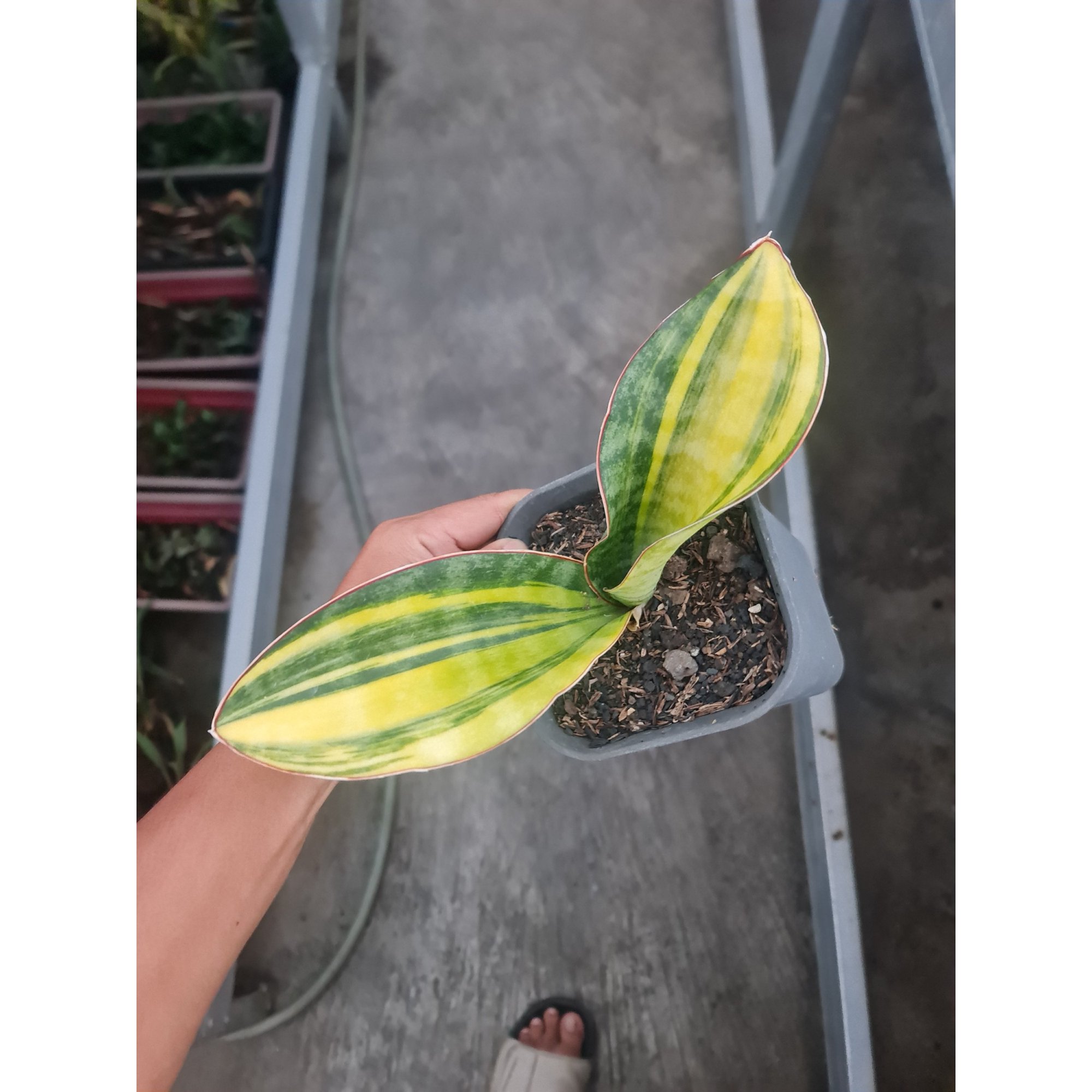 Sansevieria Masoniana Bowl Variegated 2 Leaf, real feature image plant. Picture taken directly from kaktus.id community Sansevieria farmer green houses.