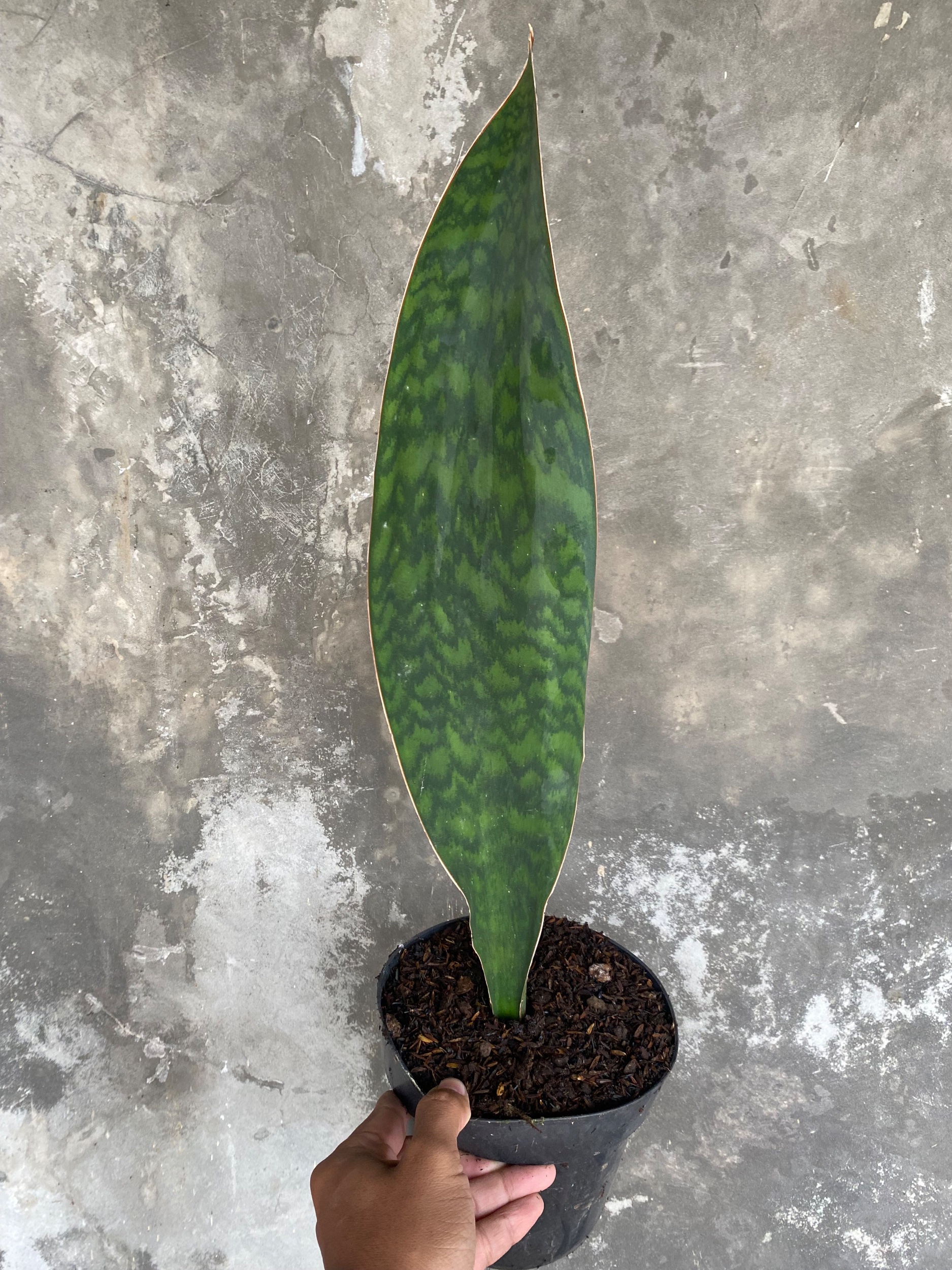 Sansevieria Masoniana Giant Green Army, real gallery image #1 plants. Picture taken directly from kaktus.id community Sansevieria farmer green houses.