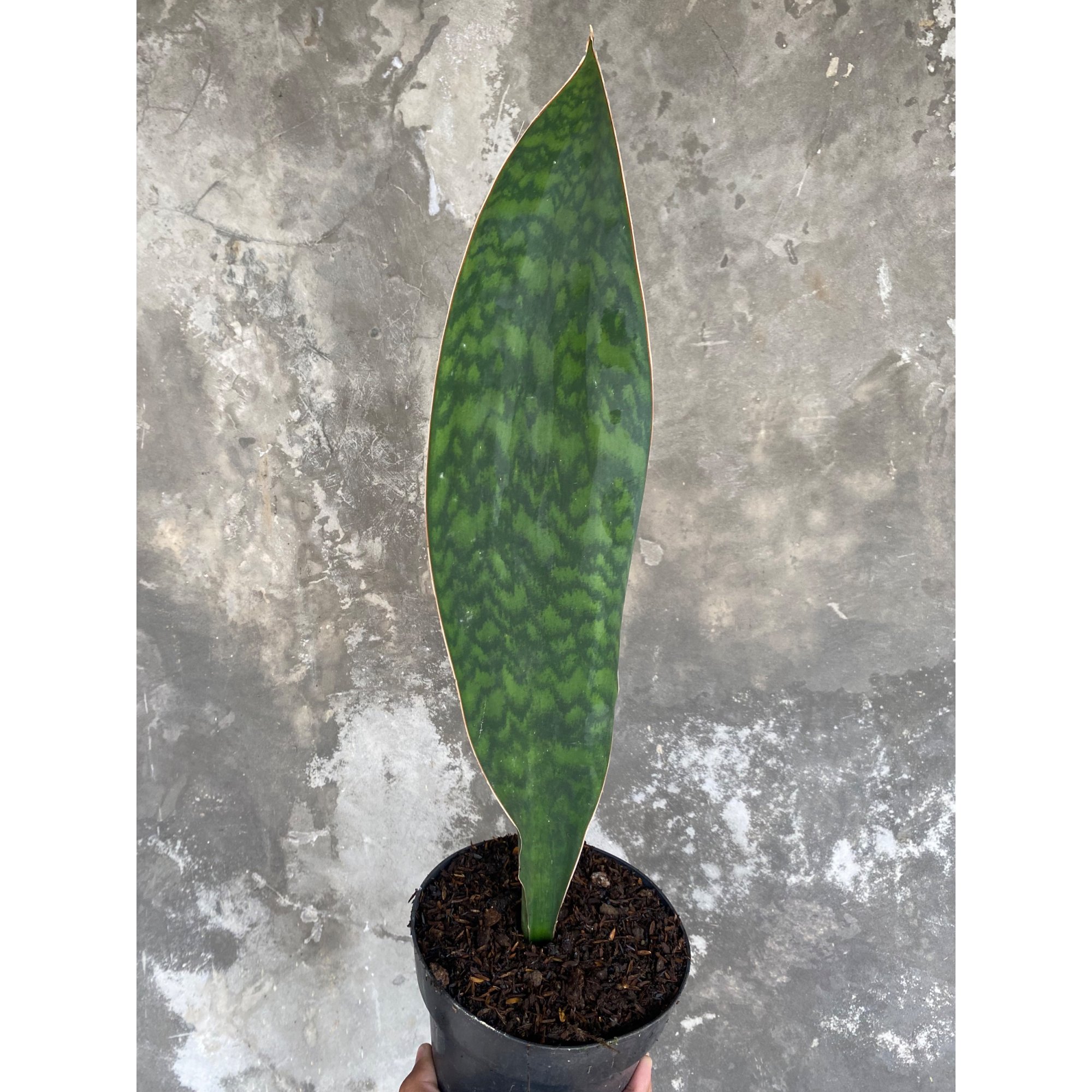 Sansevieria Masoniana Giant Green Army, real feature image plant. Picture taken directly from kaktus.id community Sansevieria farmer green houses.