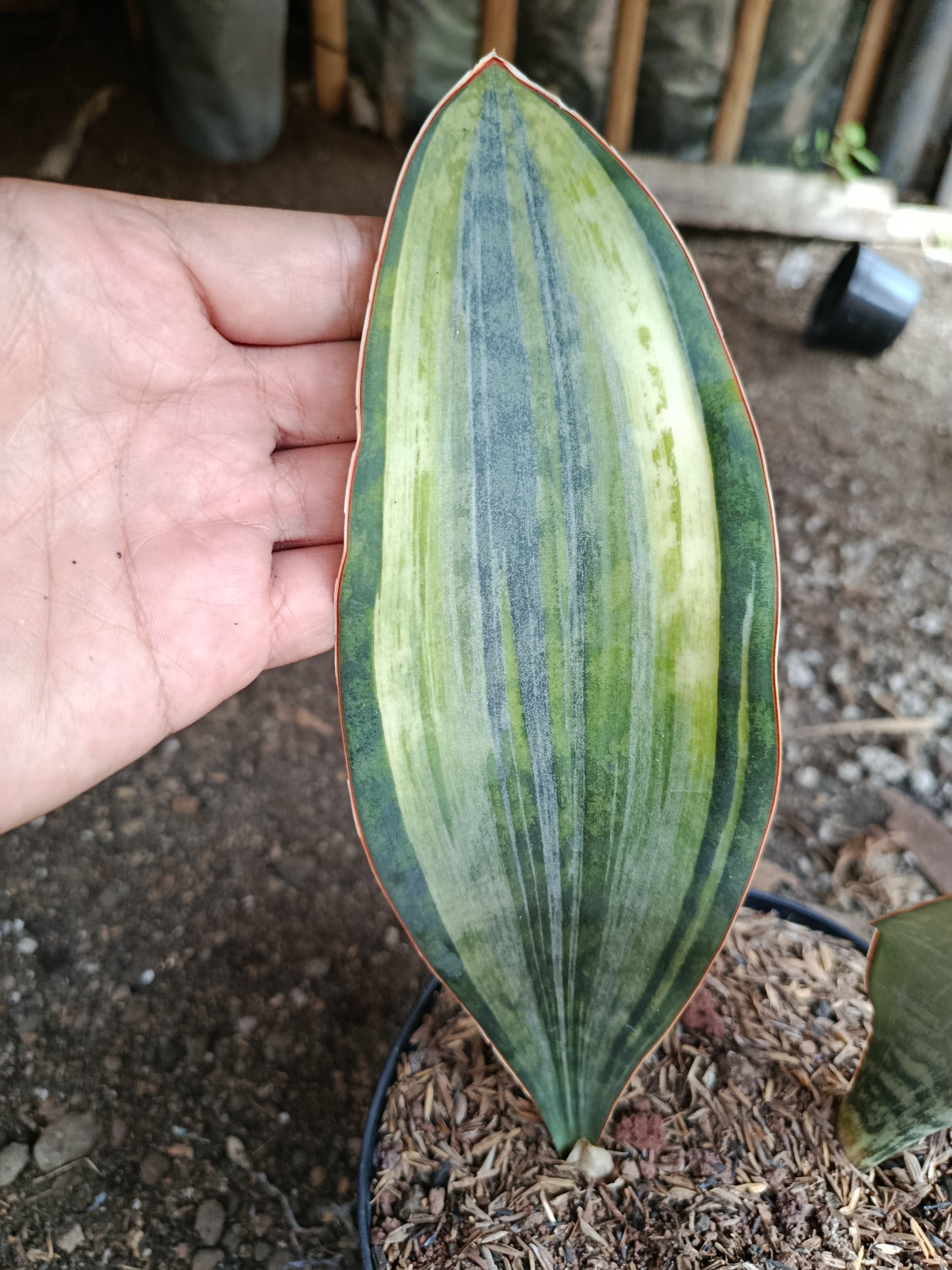 Sansevieria Masoniana Tree Color, real gallery image #1 plants. Picture taken directly from kaktus.id community Sansevieria farmer green houses.