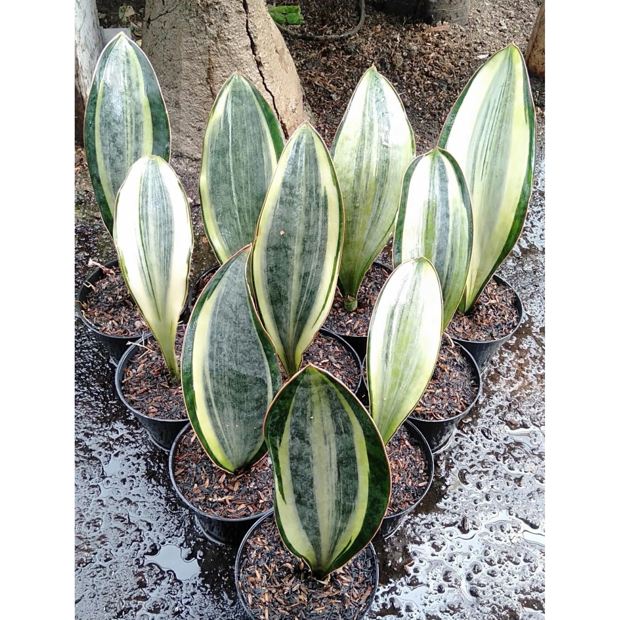 Sansevieria Masoniana Variegated 10pcs, real feature image plant. Picture taken directly from kaktus.id community Sansevieria farmer green houses.