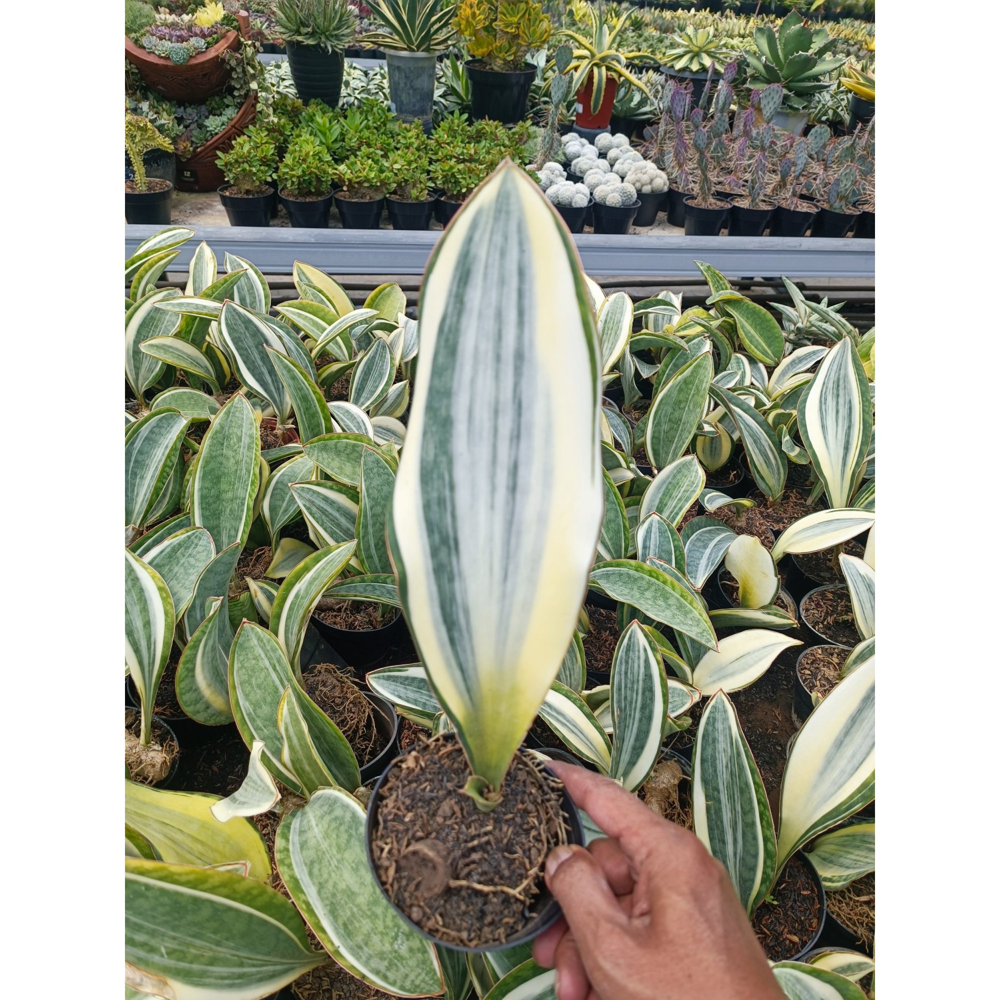 Sansevieria Masoniana Variegated, real feature image plant. Picture taken directly from kaktus.id community Sansevieria farmer green houses.