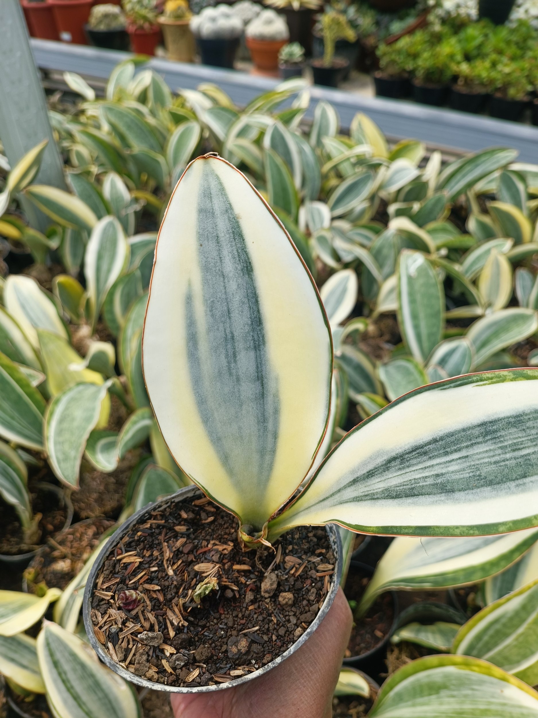 Sansevieria Masoniana Variegated, real gallery image #1 plants. Picture taken directly from kaktus.id community Sansevieria farmer green houses.