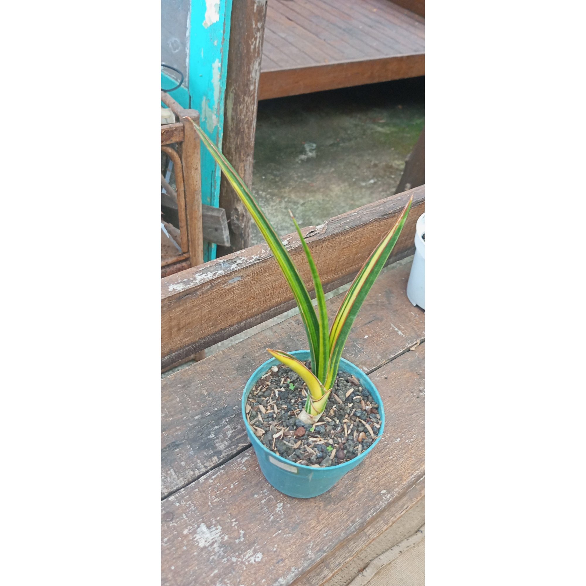 Sansevieria Midhnight Vountain Yellow Variegated, real feature image plant. Picture taken directly from kaktus.id community Sansevieria farmer green houses.