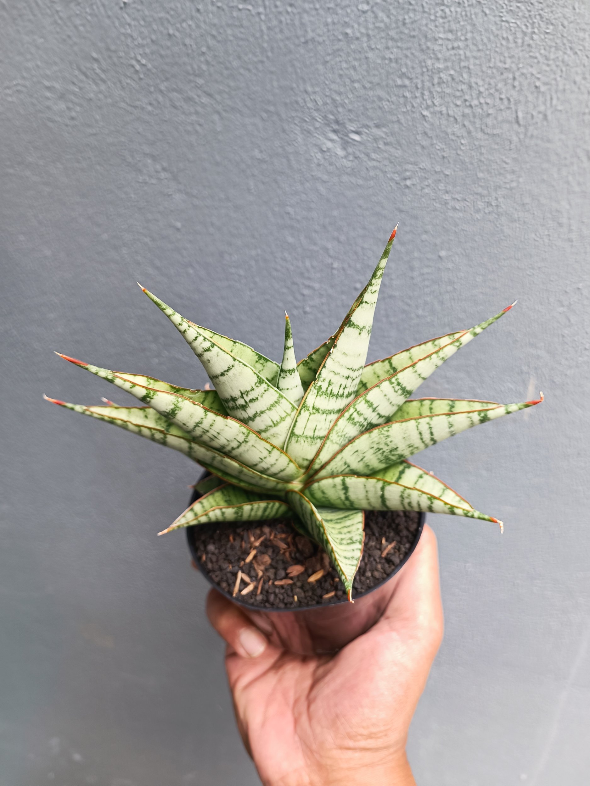 Sansevieria Militer, real gallery image #1 plants. Picture taken directly from kaktus.id community Sansevieria farmer green houses.