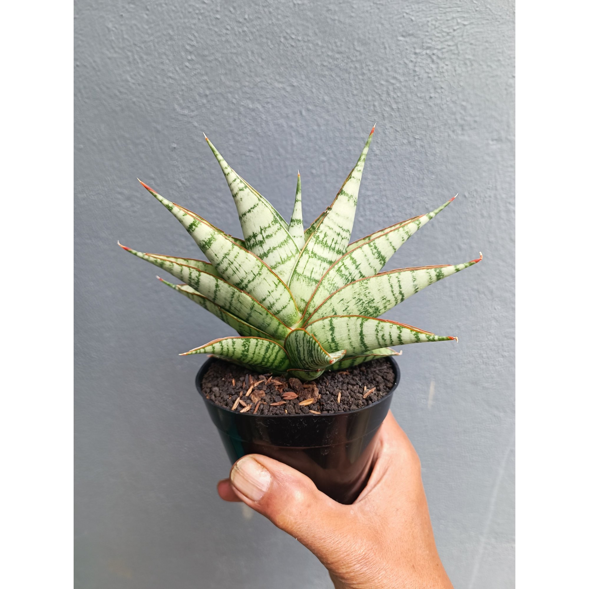 Sansevieria Militer, real feature image plant. Picture taken directly from kaktus.id community Sansevieria farmer green houses.
