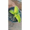 Sansevieria Mogadhisoo Variegated