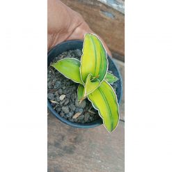 Sansevieria Mogadhisoo Variegated