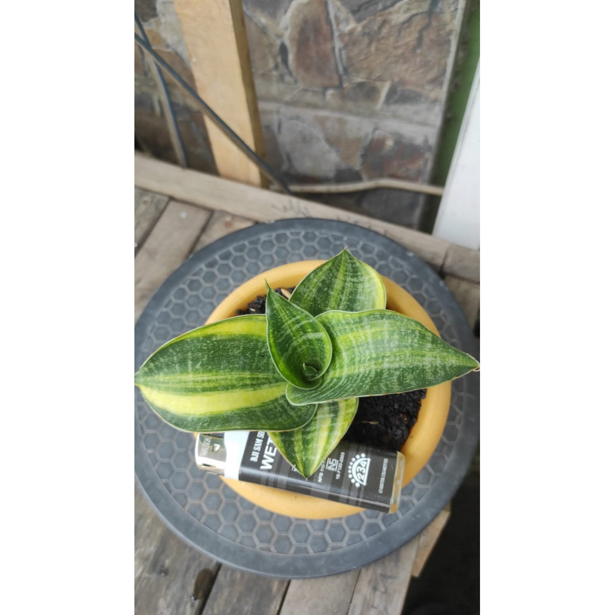 Sansevieria Monroe Variegated, real feature image plant. Picture taken directly from kaktus.id community Sansevieria farmer green houses.