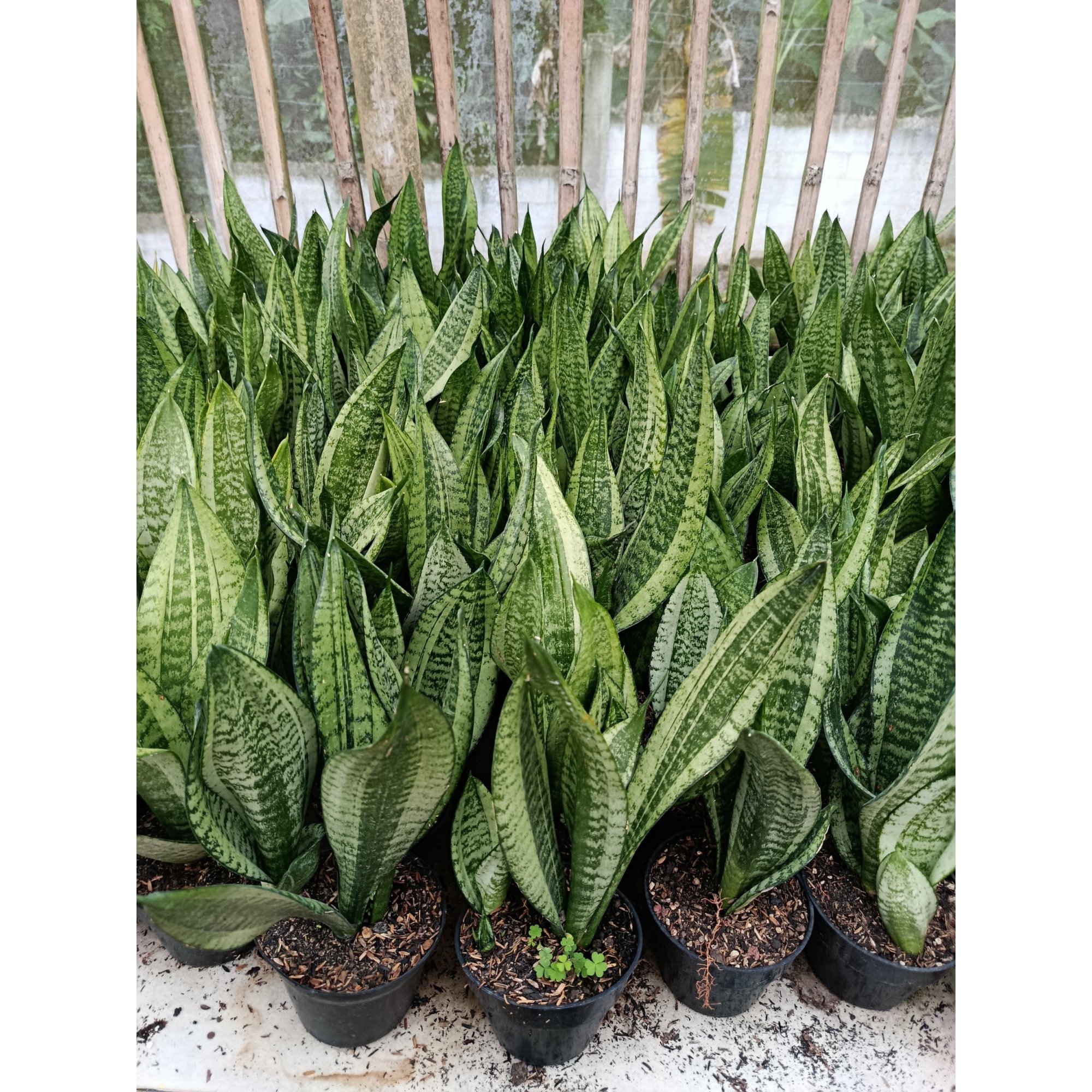 Sansevieria Moonshine Casper, real feature image plant. Picture taken directly from kaktus.id community Sansevieria farmer green houses.