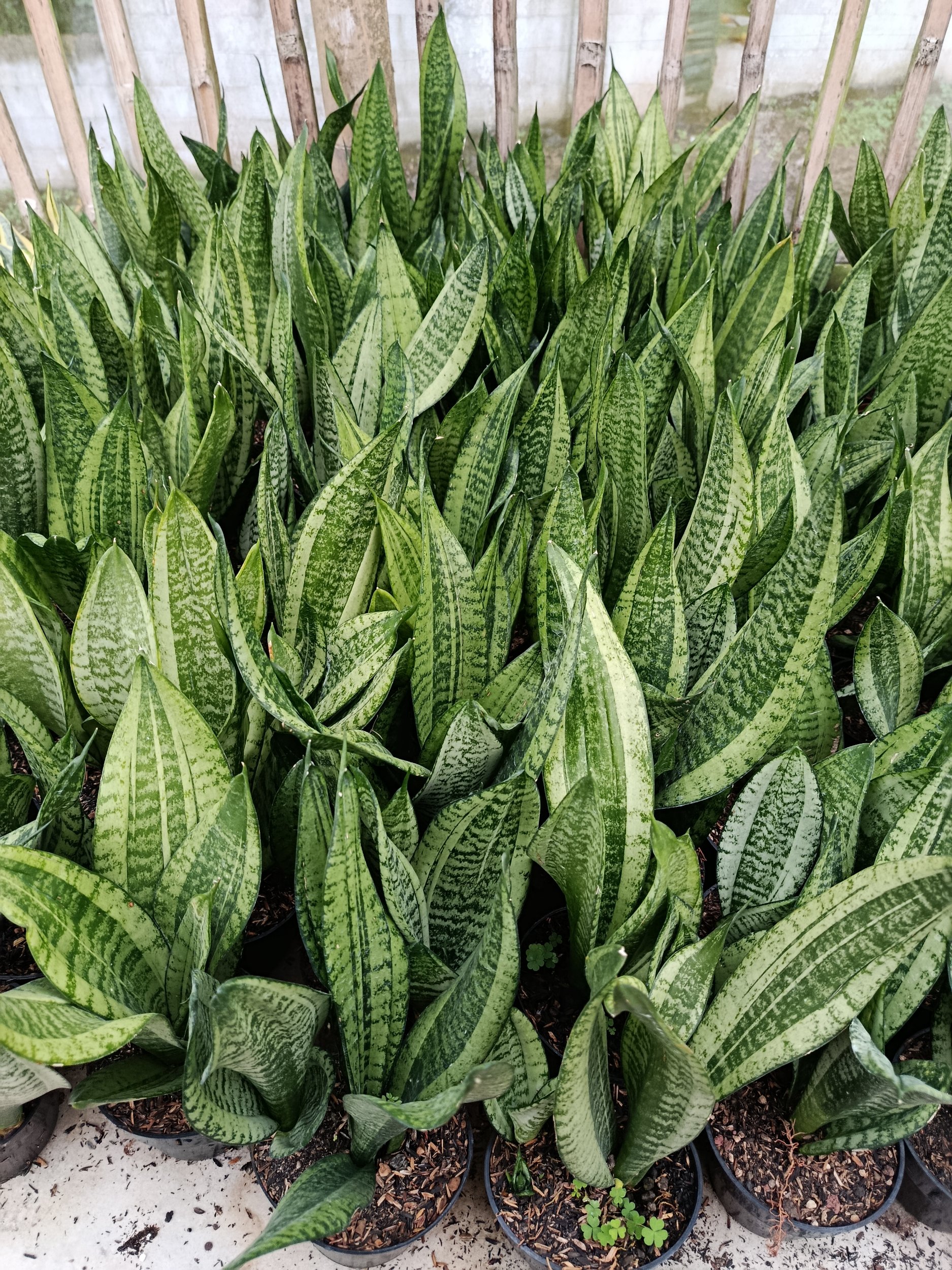 Sansevieria Moonshine Casper, real gallery image #1 plants. Picture taken directly from kaktus.id community Sansevieria farmer green houses.