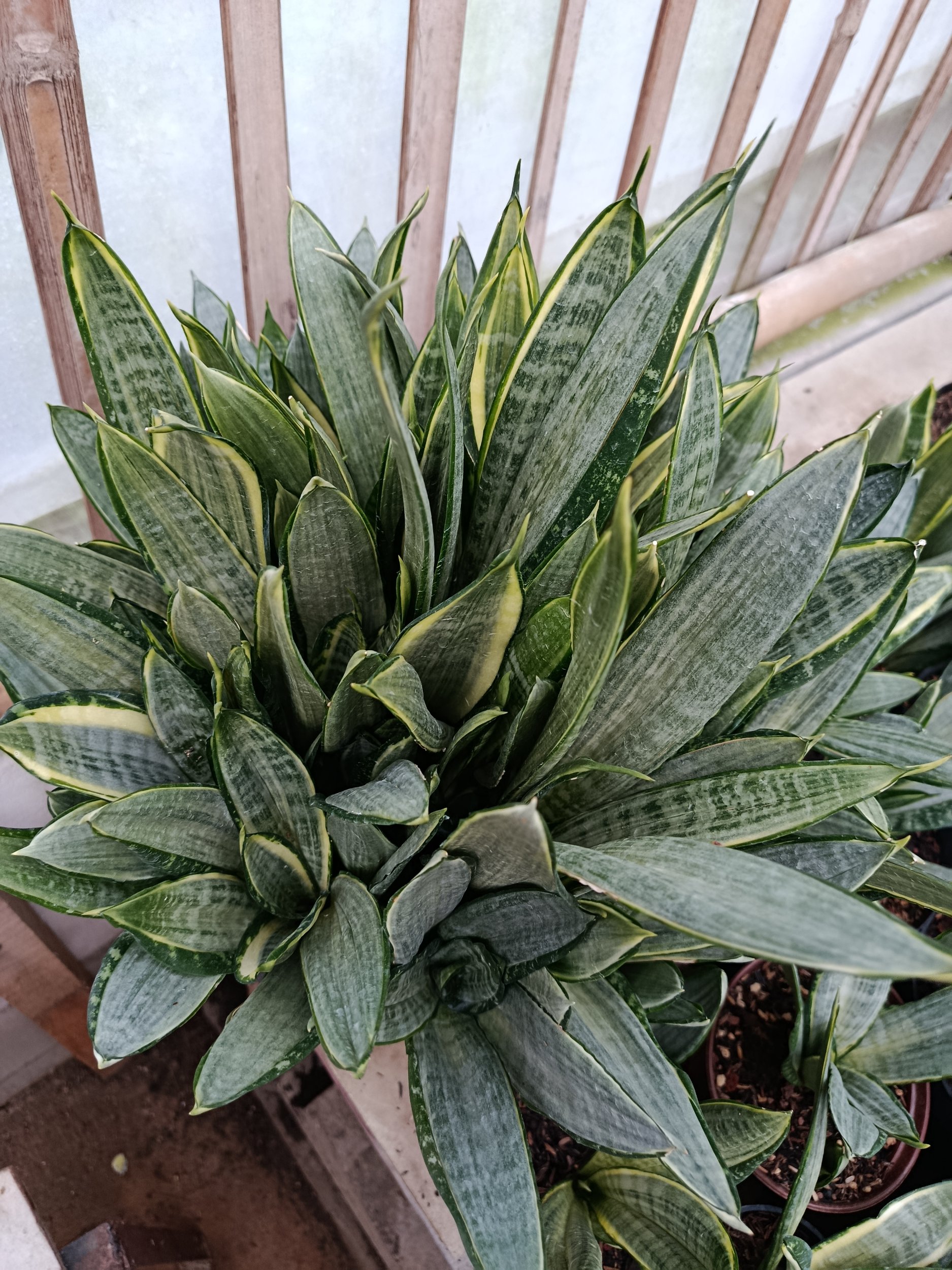 Sansevieria Morgen Stern, real gallery image #1 plants. Picture taken directly from kaktus.id community Sansevieria farmer green houses.
