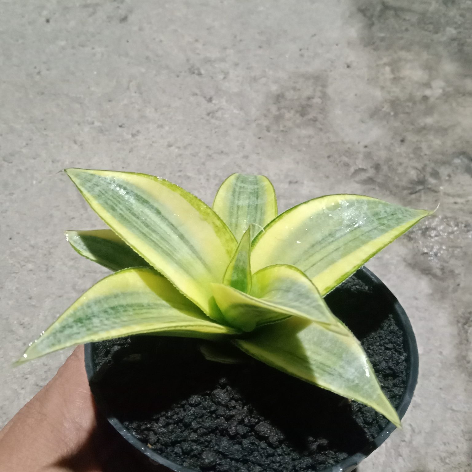 Sansevieria Ngalembono Variegated