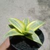 Sansevieria Ngalembono Variegated