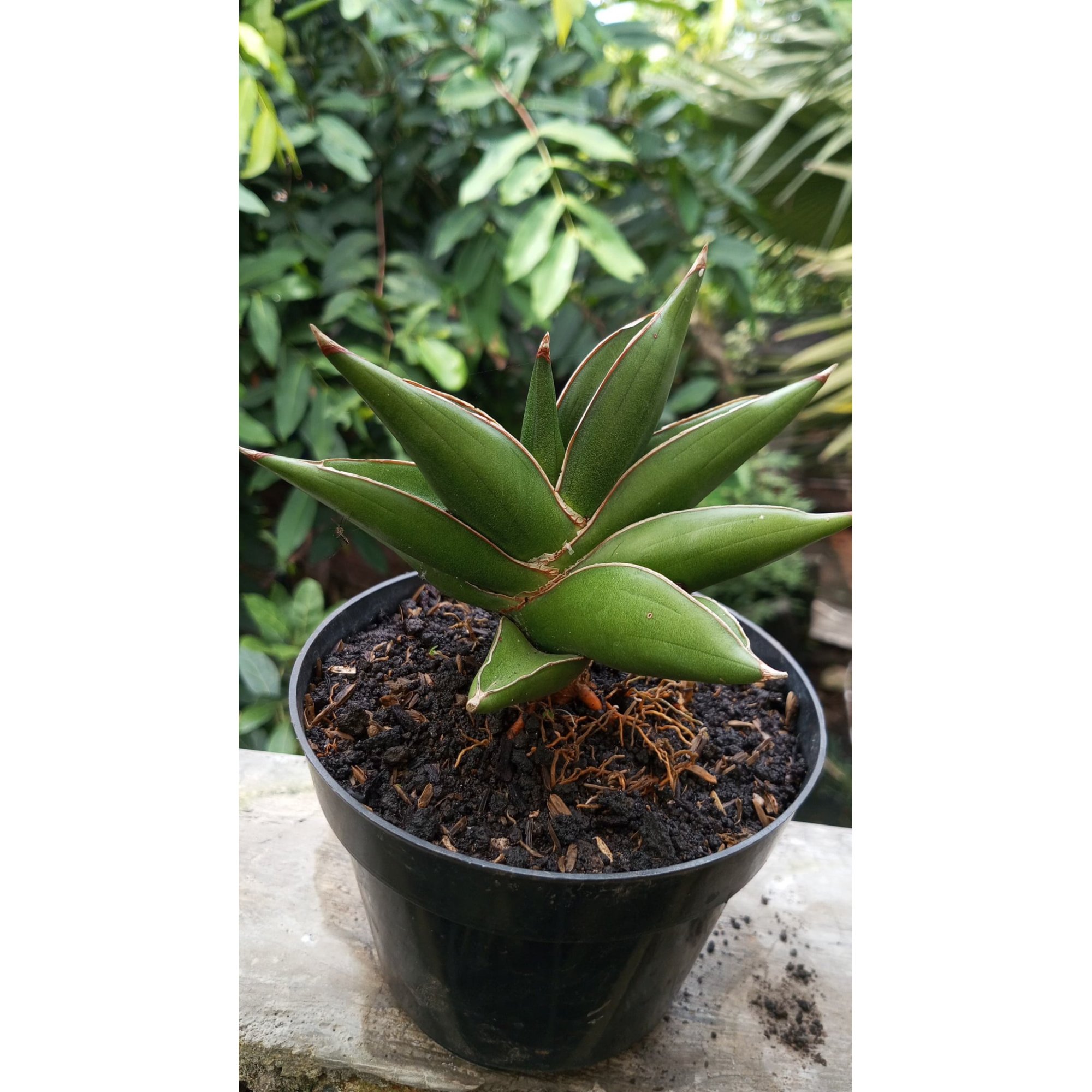 Sansevieria Oma Live, real feature image plant. Picture taken directly from kaktus.id community Sansevieria farmer green houses.