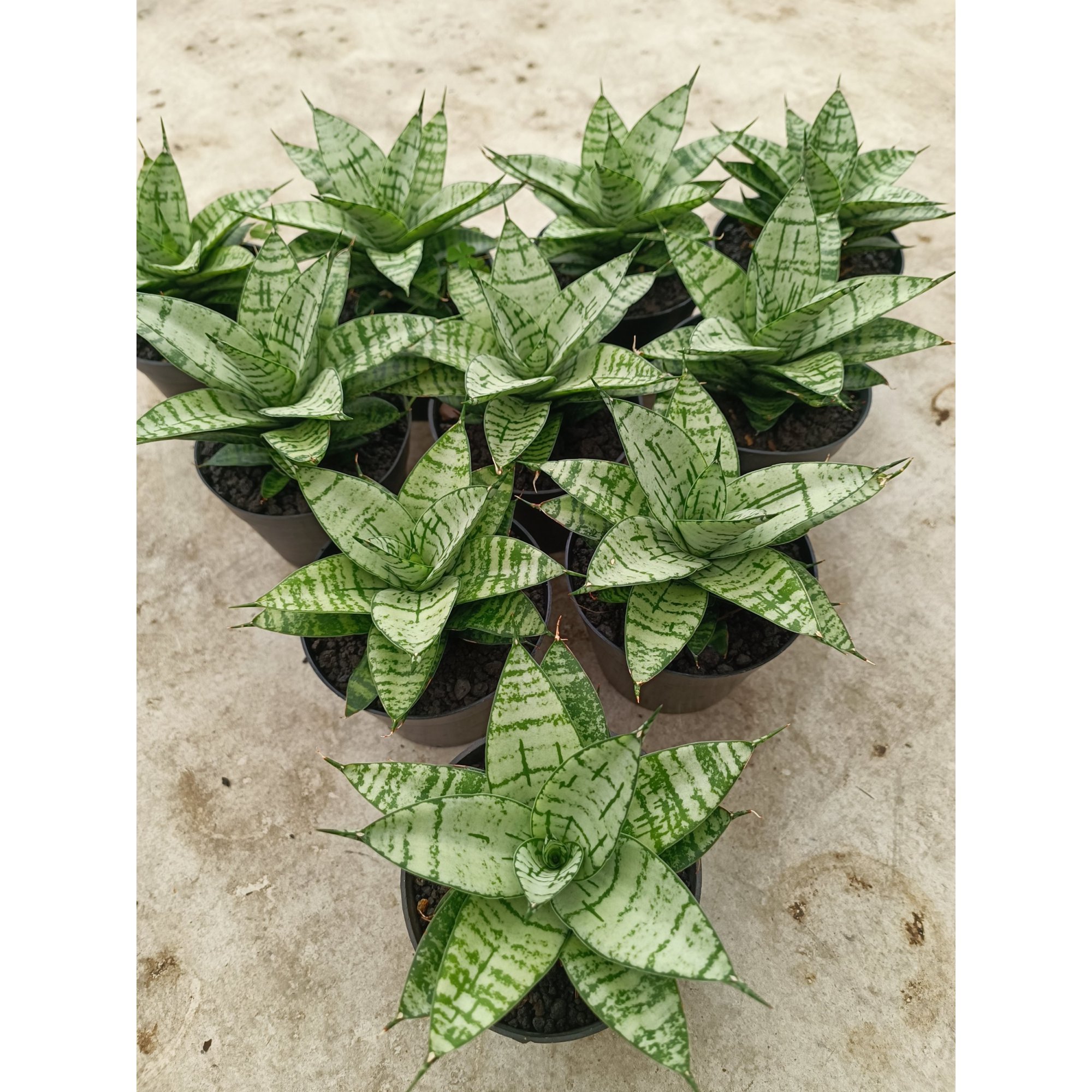 Sansevieria Pandawa size 12 cm, real feature image plant. Picture taken directly from kaktus.id community Sansevieria farmer green houses.