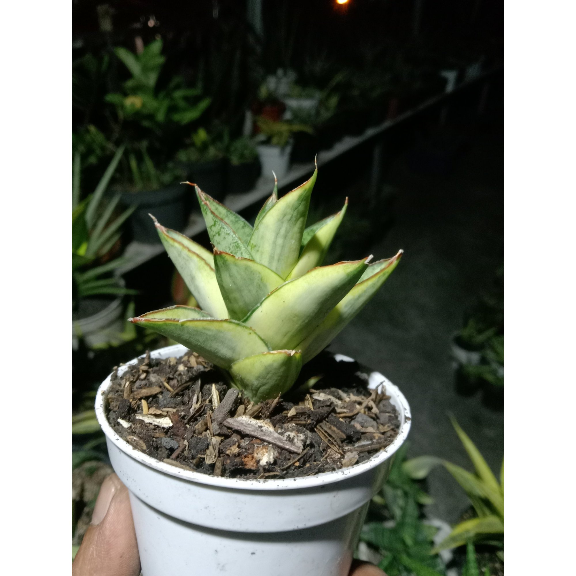 Sansevieria Parodia Variegated, real feature image plant. Picture taken directly from kaktus.id community Sansevieria farmer green houses.