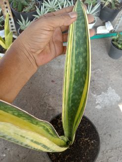 Sansevieria Phupamon Delight Variegated