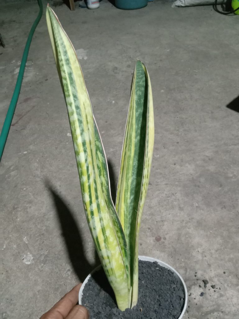 kaktus.id