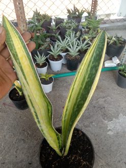 Sansevieria Phupamon Delight Variegated