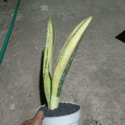 Sansevieria Phupamon delight Variegated