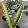 Sansevieria Phupamon Delight Variegated