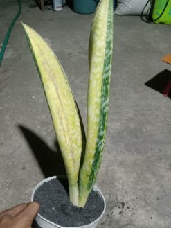 Sansevieria Phupamon delight Variegated