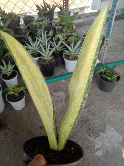 Sansevieria Phupamon Delight Variegated