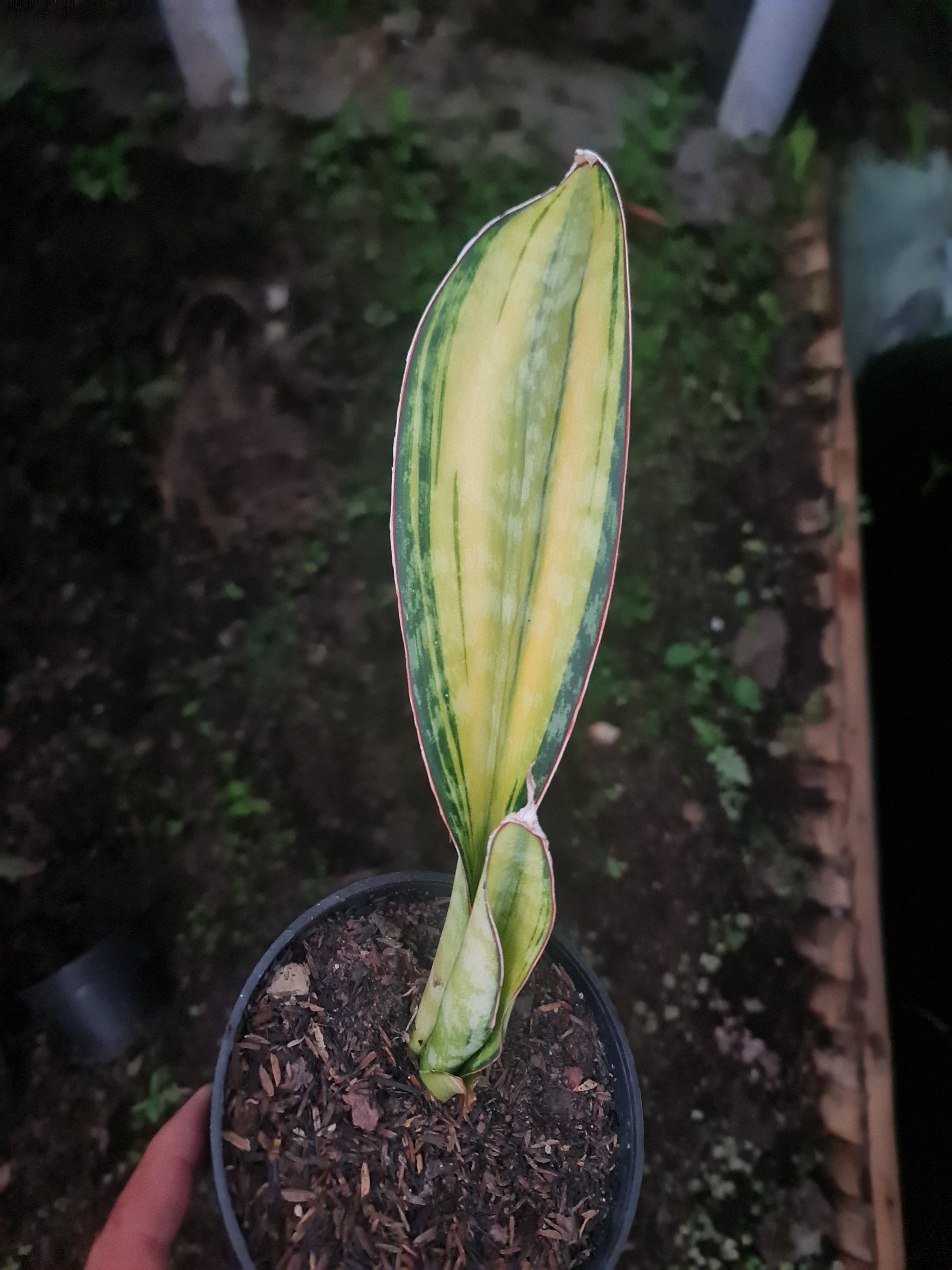 Sansevieria Phupamon Variegated 1 Leaf, real gallery image #1 plants. Picture taken directly from kaktus.id community Sansevieria farmer green houses.