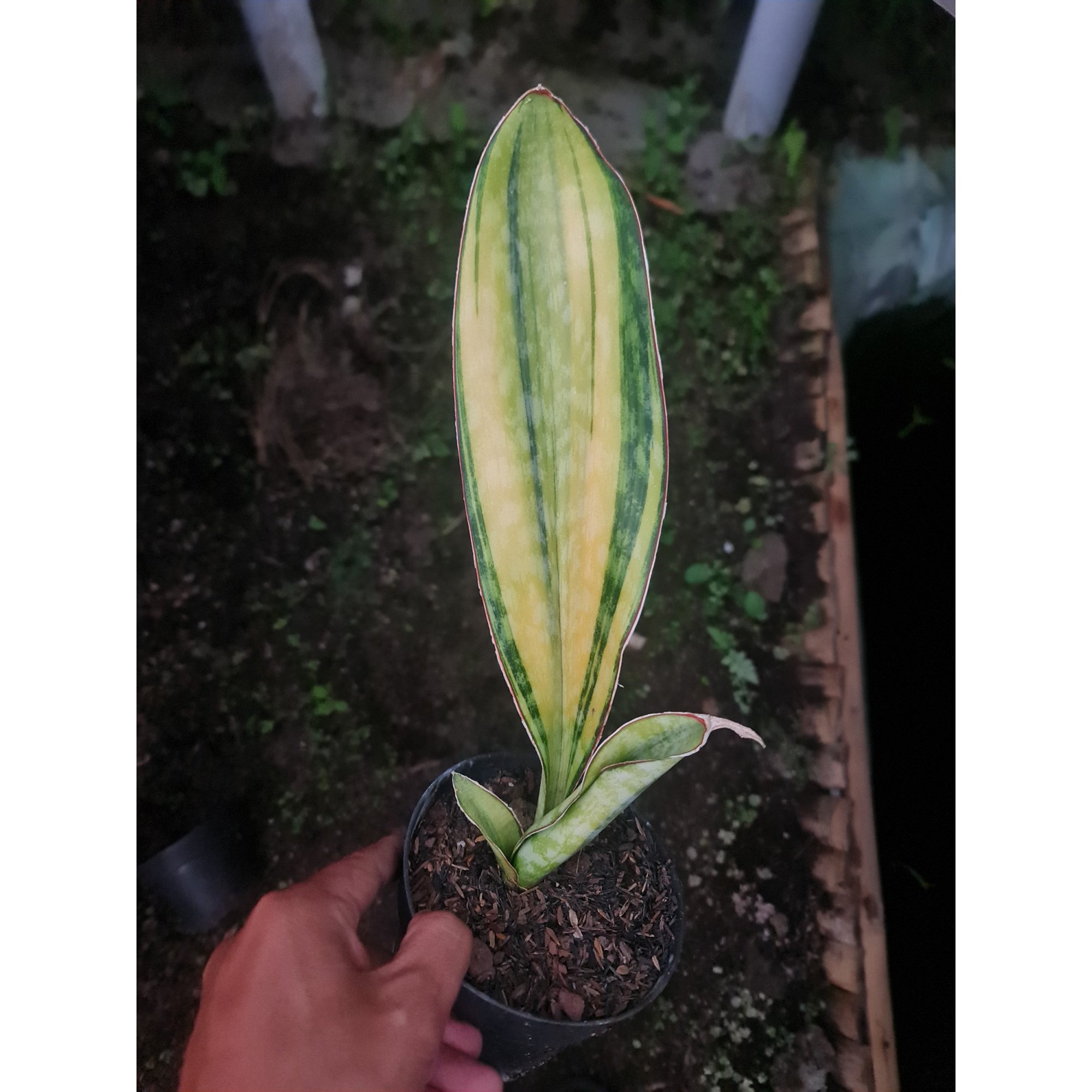 Sansevieria Phupamon Variegated 1 Leaf, real feature image plant. Picture taken directly from kaktus.id community Sansevieria farmer green houses.