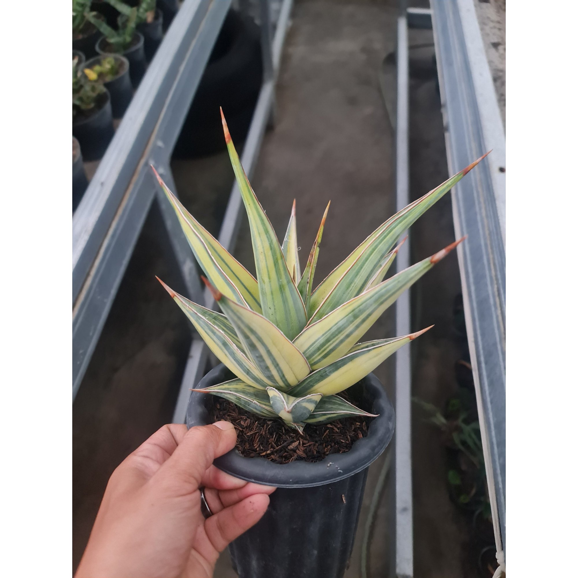 Sansevieria Pinguicula Variegated Big Size, real feature image plant. Picture taken directly from kaktus.id community Sansevieria farmer green houses.
