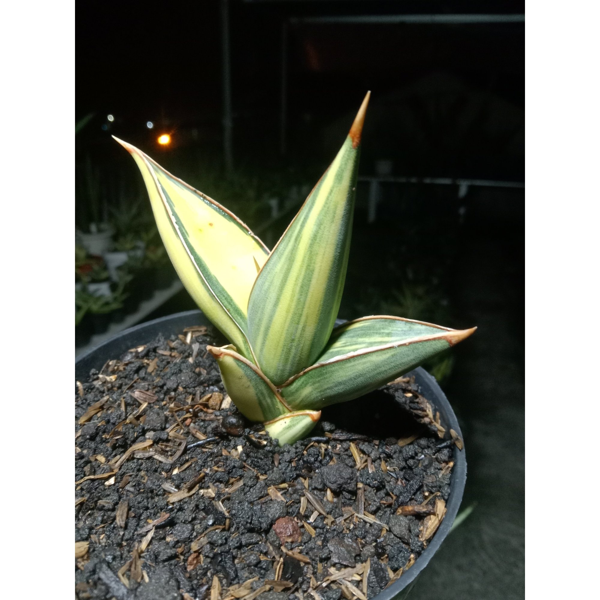 Sansevieria Pinguin Black Variegated, real feature image plant. Picture taken directly from kaktus.id community Sansevieria farmer green houses.